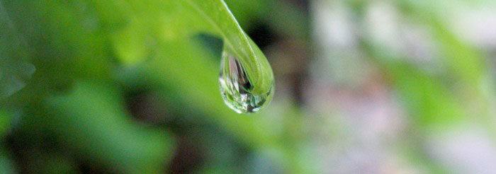 Goccia d'acqua sulla punta di una foglia